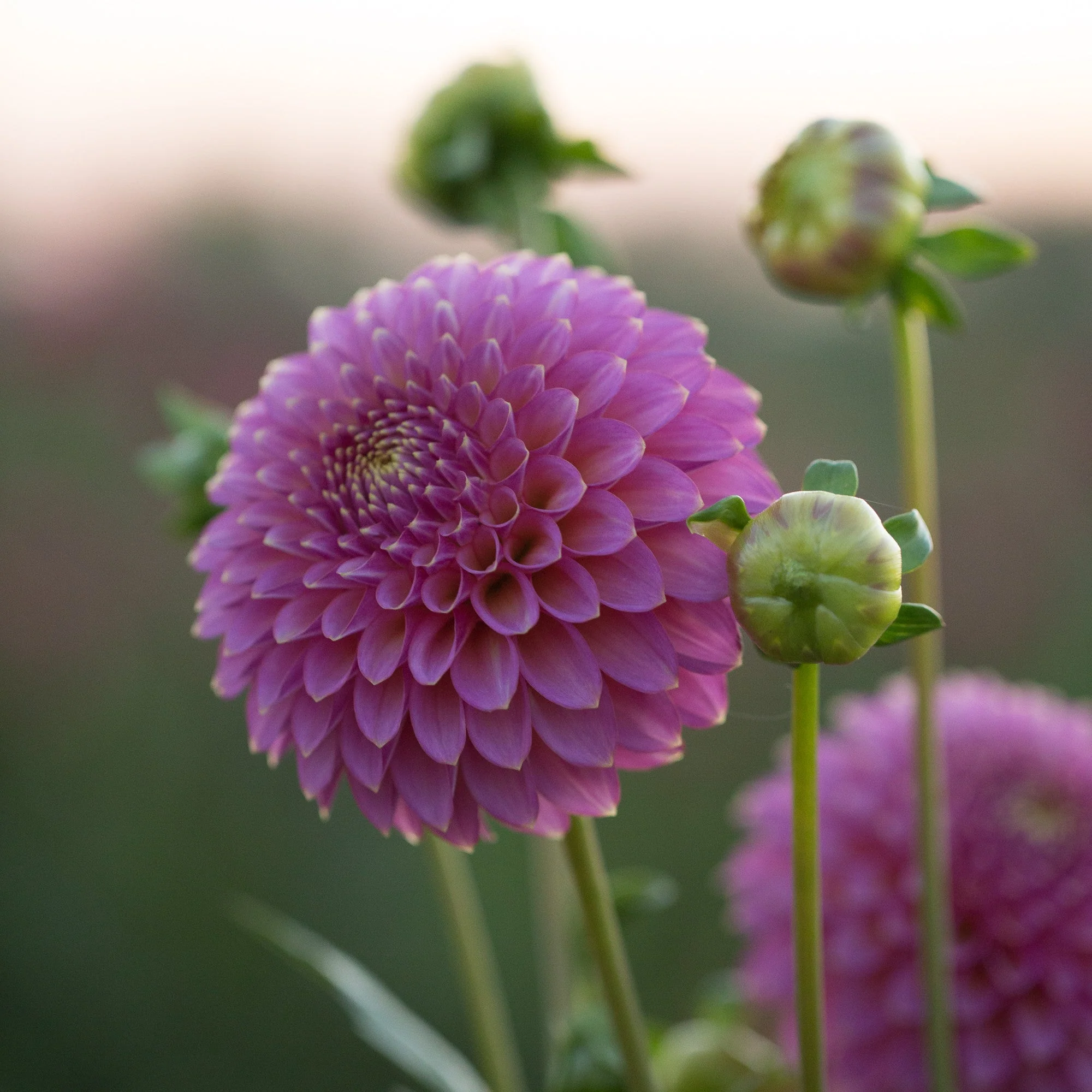 Dahlia Skipley Spot of Gold - Image 2