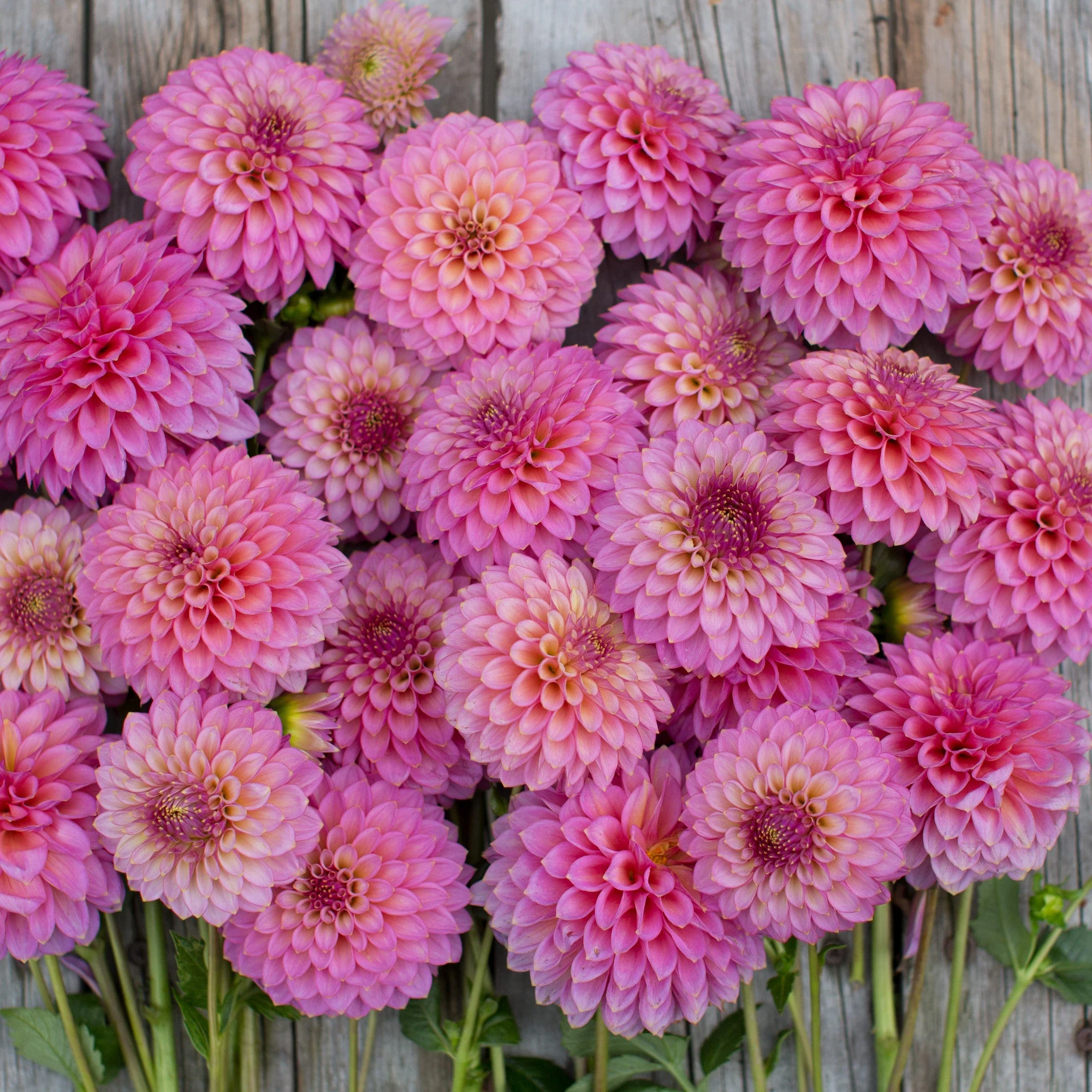 Dahlia Skipley Spot of Gold - Image 3