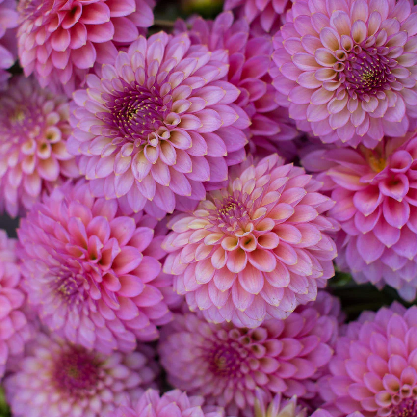 Dahlia Skipley Spot of Gold - Image 4