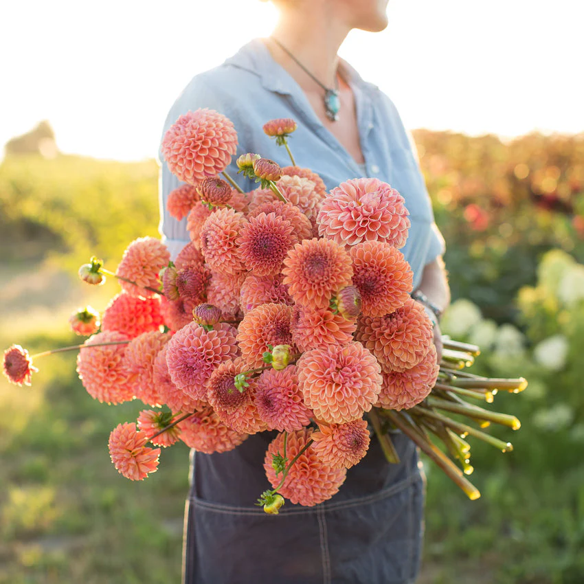 Dahlia Snoho JoJo - Image 3