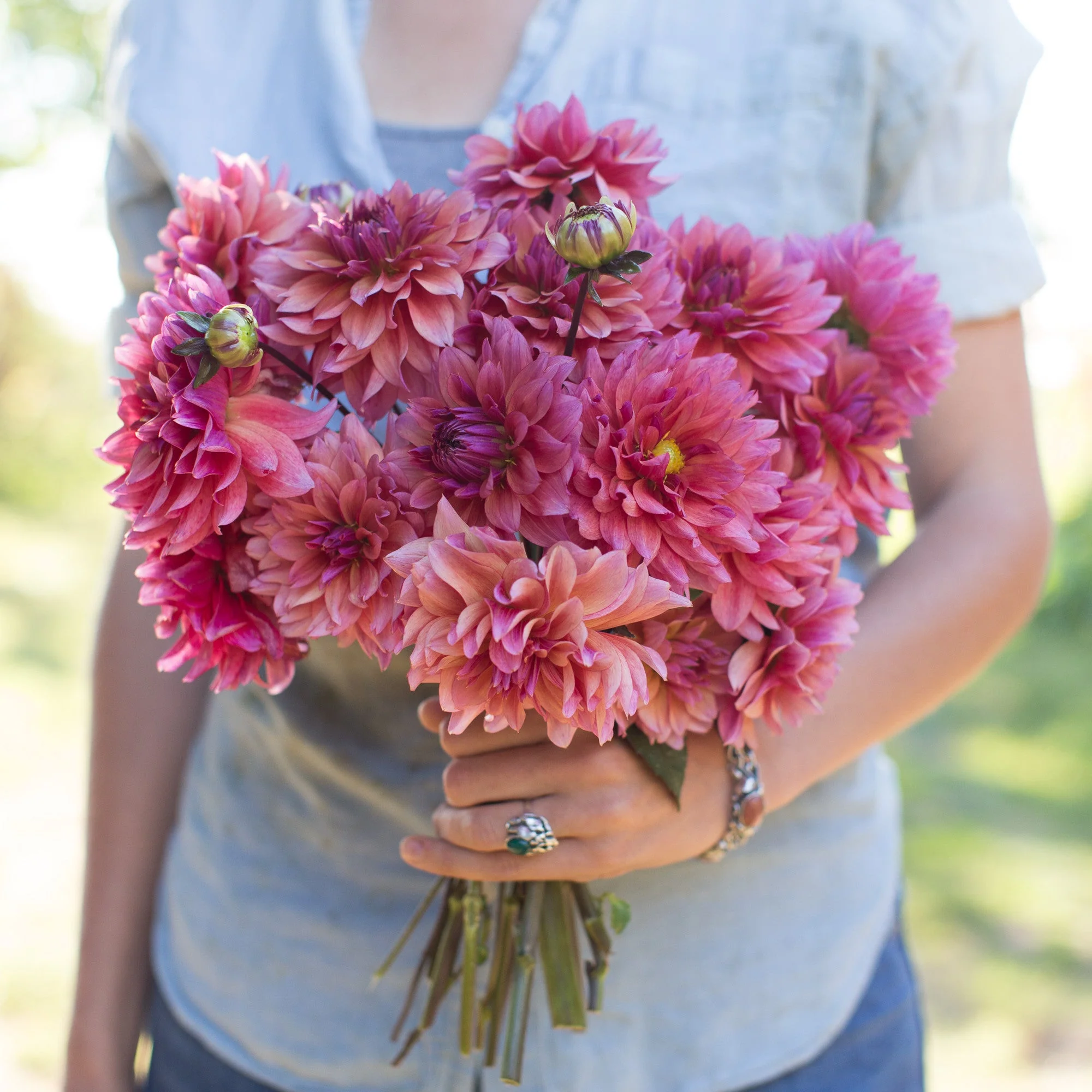 Dahlia Sonic Bloom