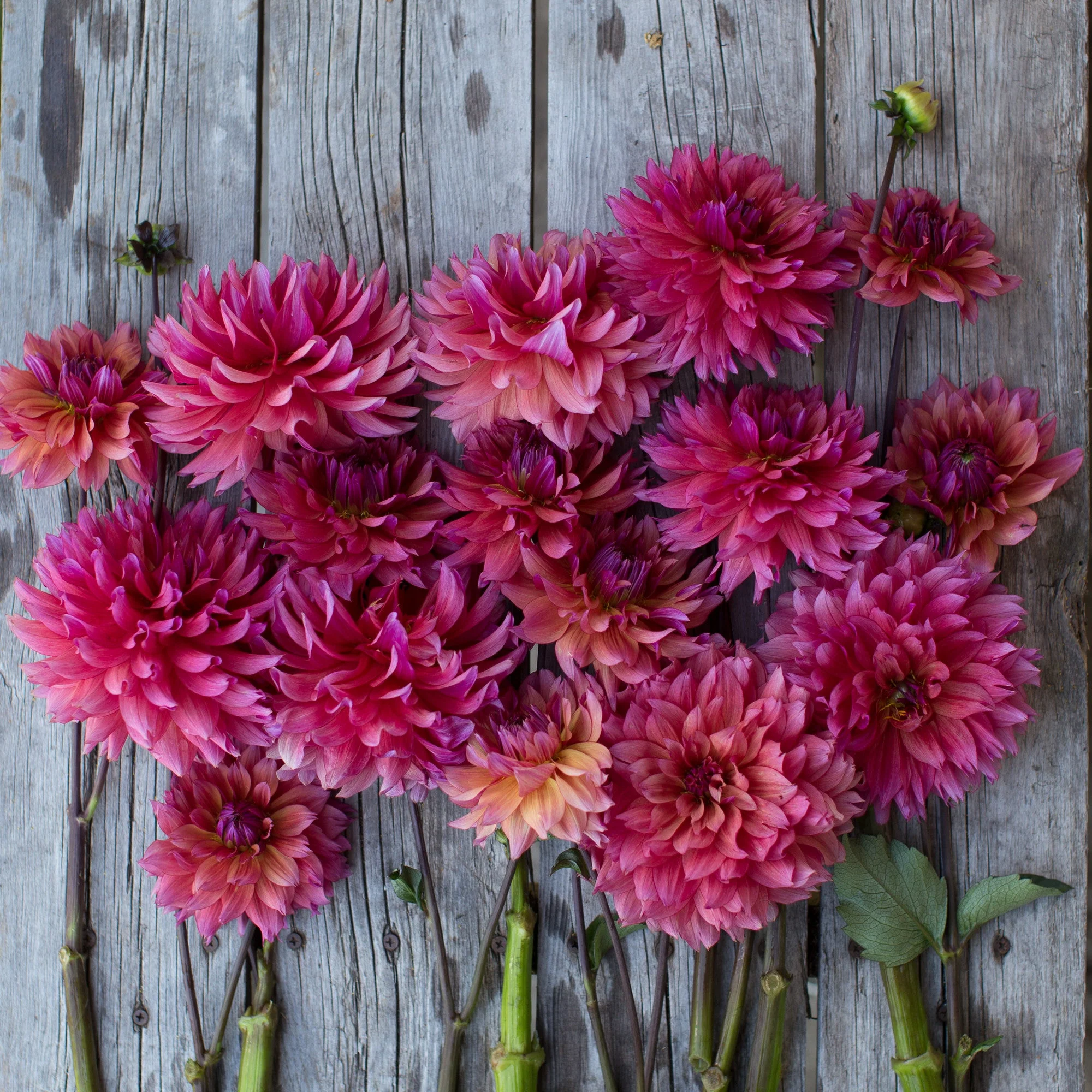 Dahlia Sonic Bloom - Image 4