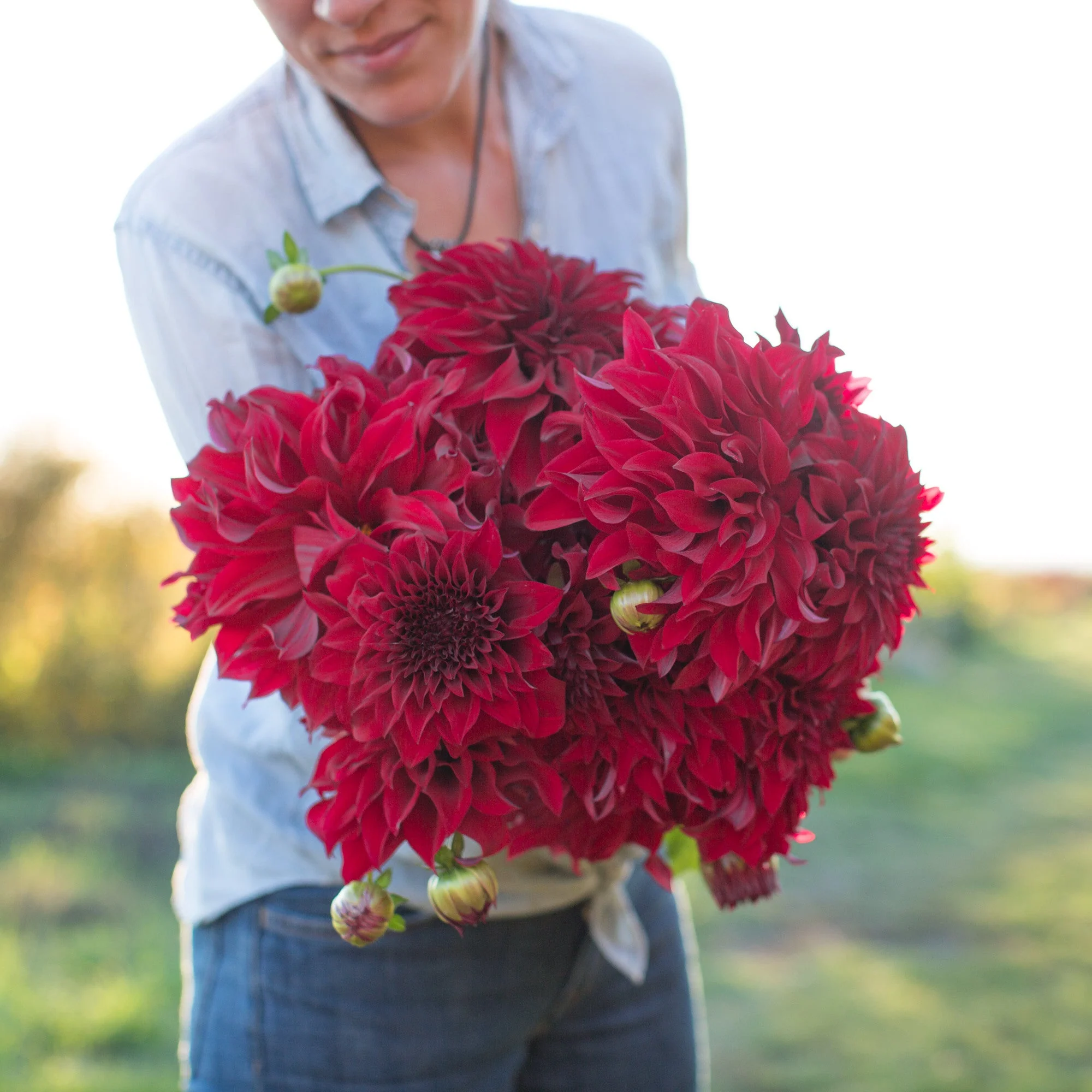 Dahlia Spartacus