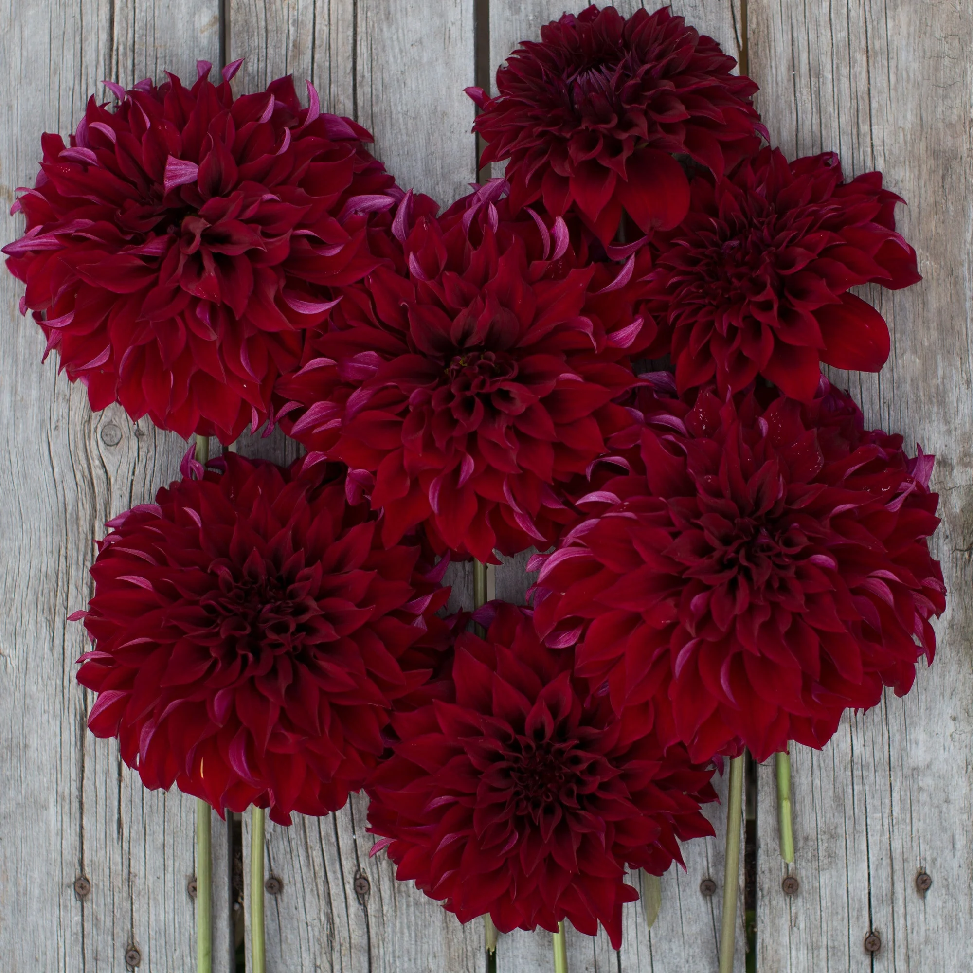 Dahlia Spartacus - Image 2