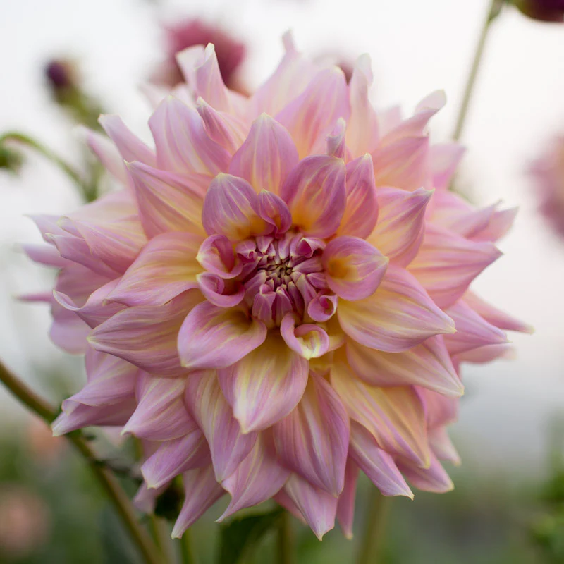 Dahlia Strawberry Ice - Image 2