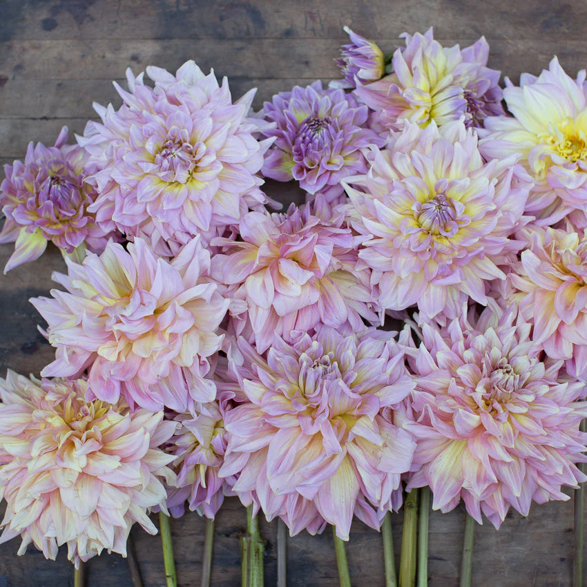 Dahlia Strawberry Ice - Image 3