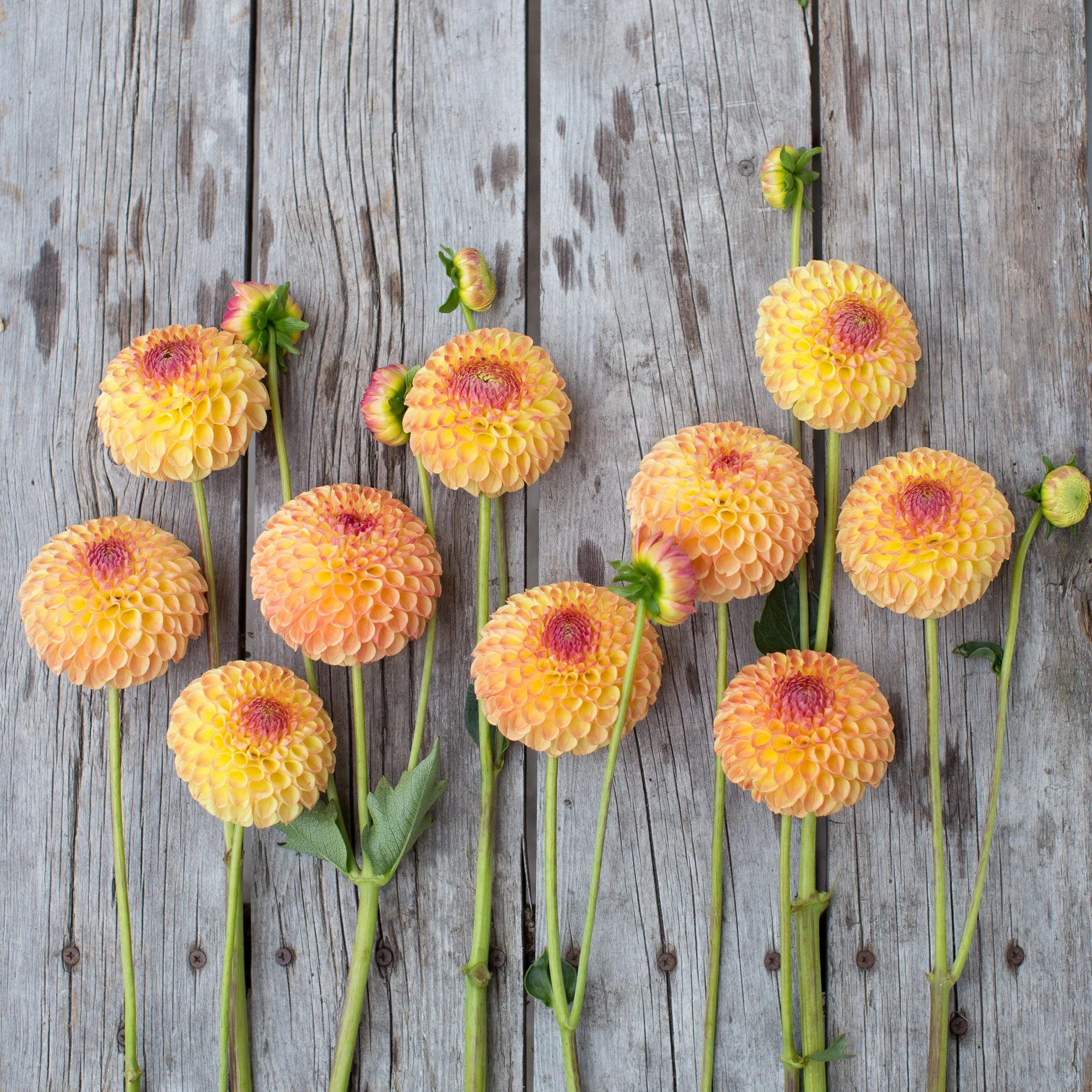 Dahlia Suncrest - Image 3