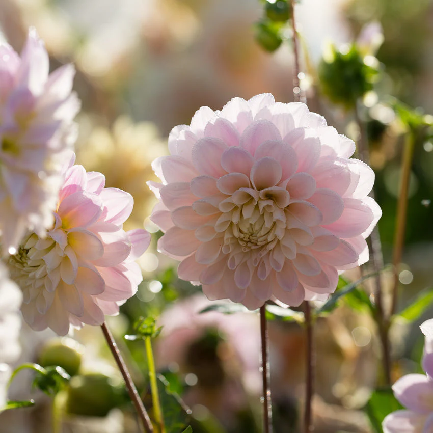 Dahlia Sweet Nathalie - Image 3