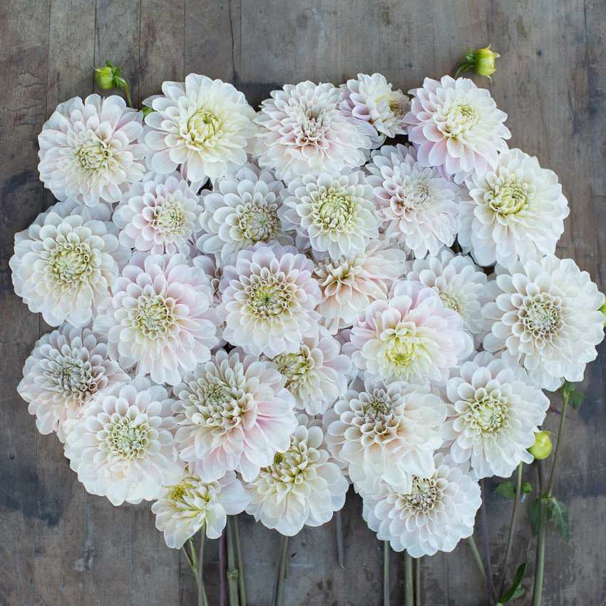 Dahlia Sweet Nathalie - Image 4