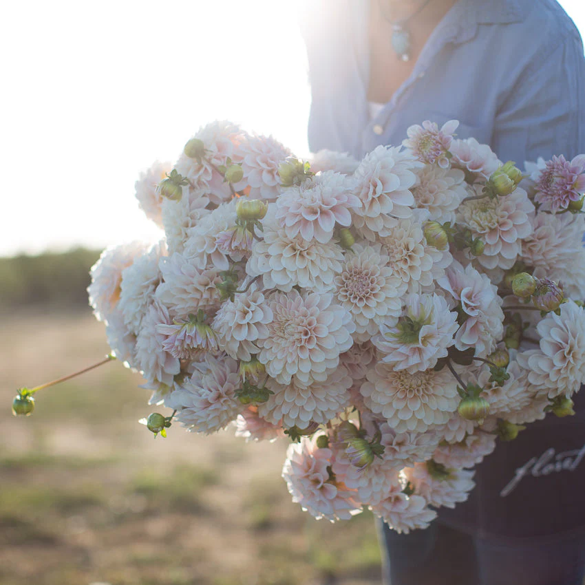 Dahlia Sweet Nathalie - Image 5