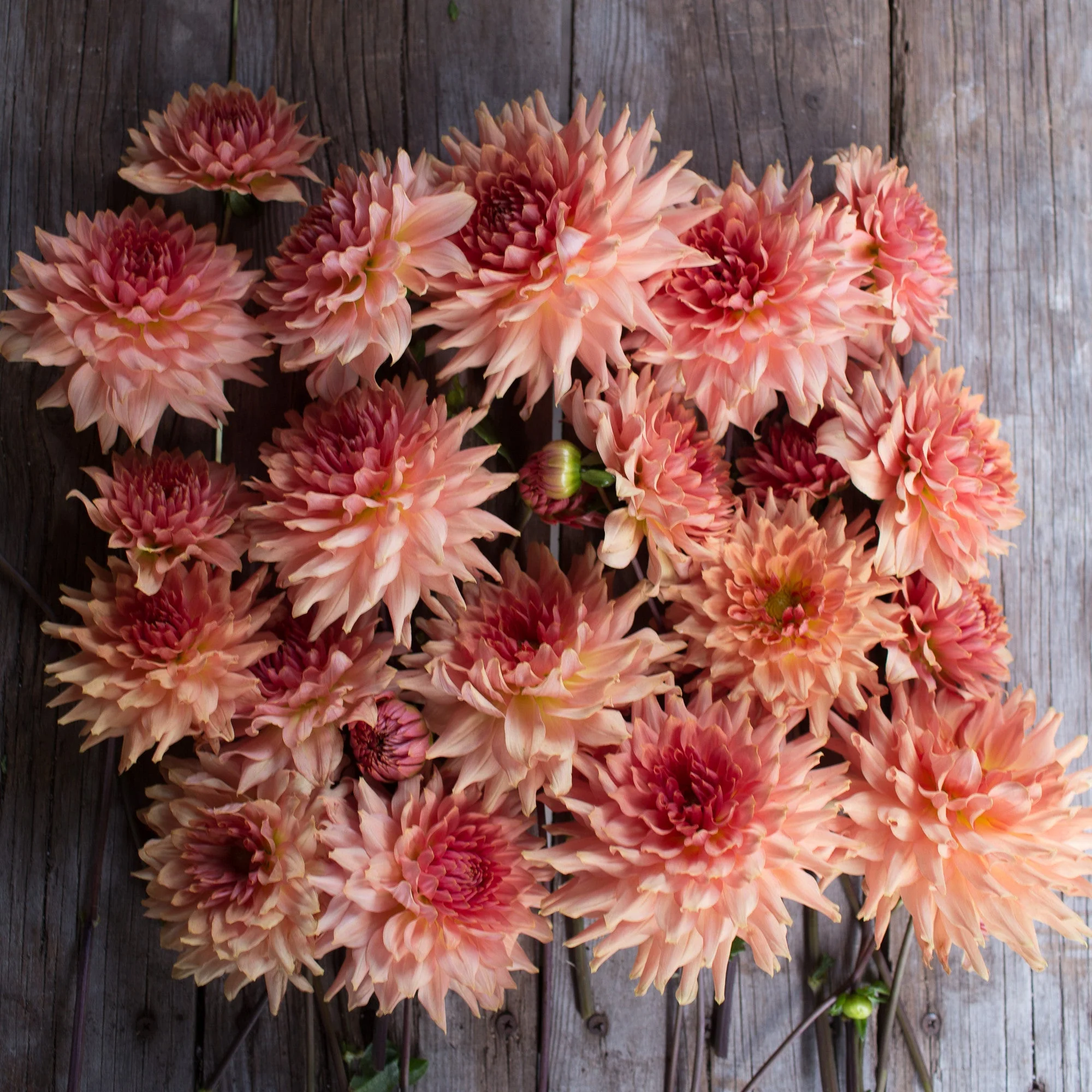 Dahlia Terracotta - Image 3