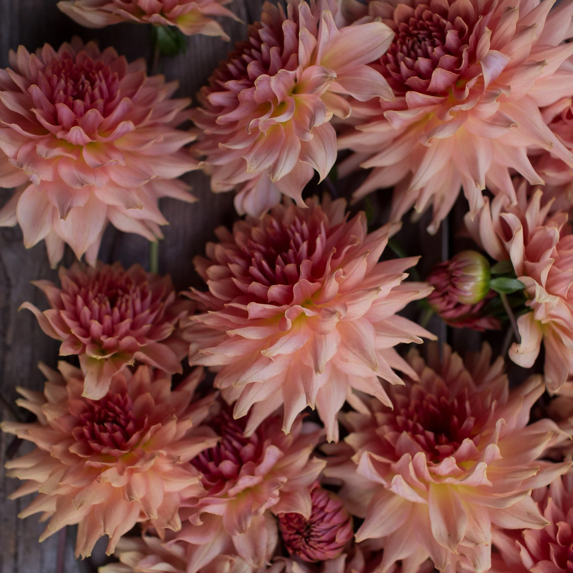 Dahlia Terracotta - Image 4